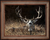 Mature mule deer buck canvas wall art by Joel Pilcher, close-up western wildlife giclée print