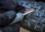 Kit Réparation Pneu Tubeless PLUGGER + Sangle