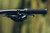 Commande de Vitesses Eagle 90 12V