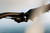 Commande de Vitesses Eagle 70 12V