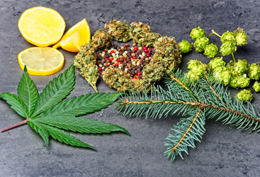 What is a Terpene? What is a Terpene?