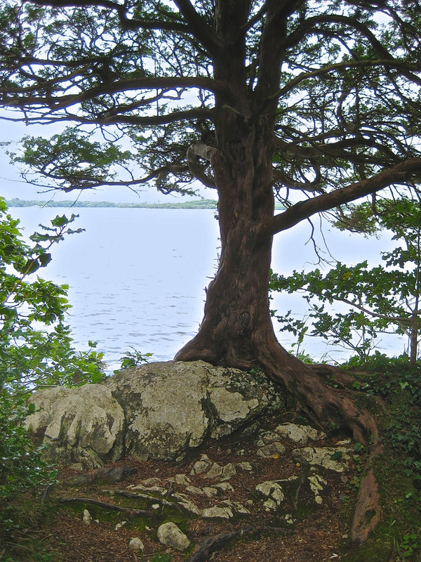 The Celtic Tree of Life