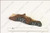 Log, Right Cross - LS51 [5]