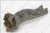 Log, Left Upper LS57[2]