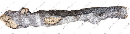 Log, #7 - 4237