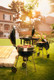 Charcoal Pro series grills