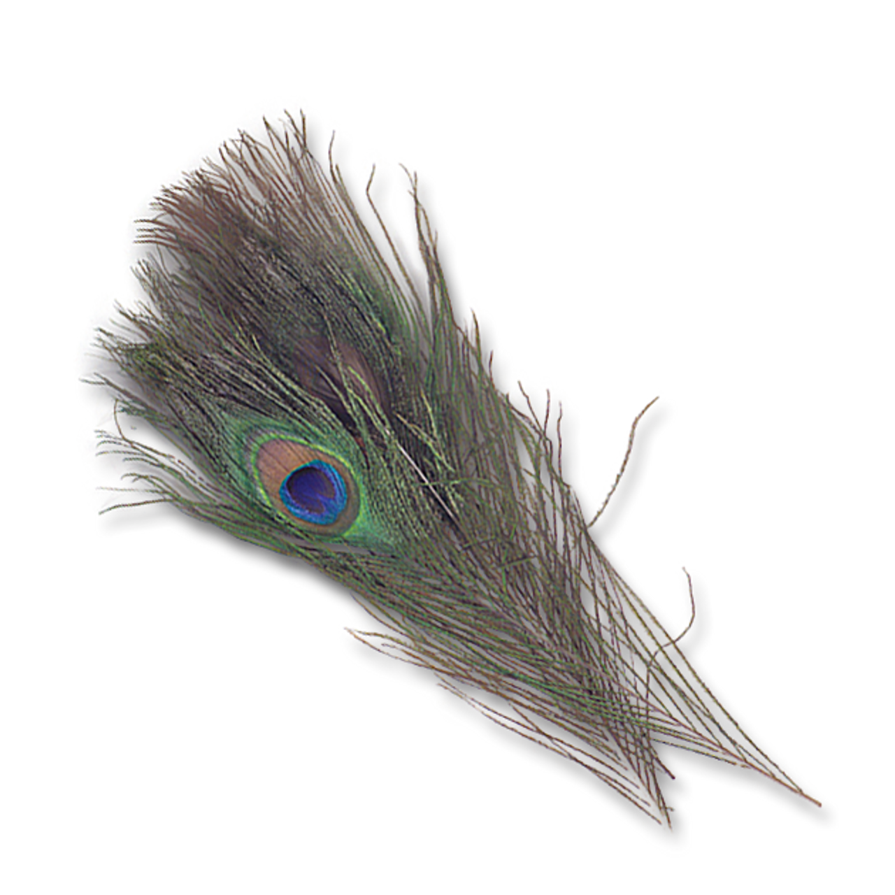 Natural Peacock Eyes