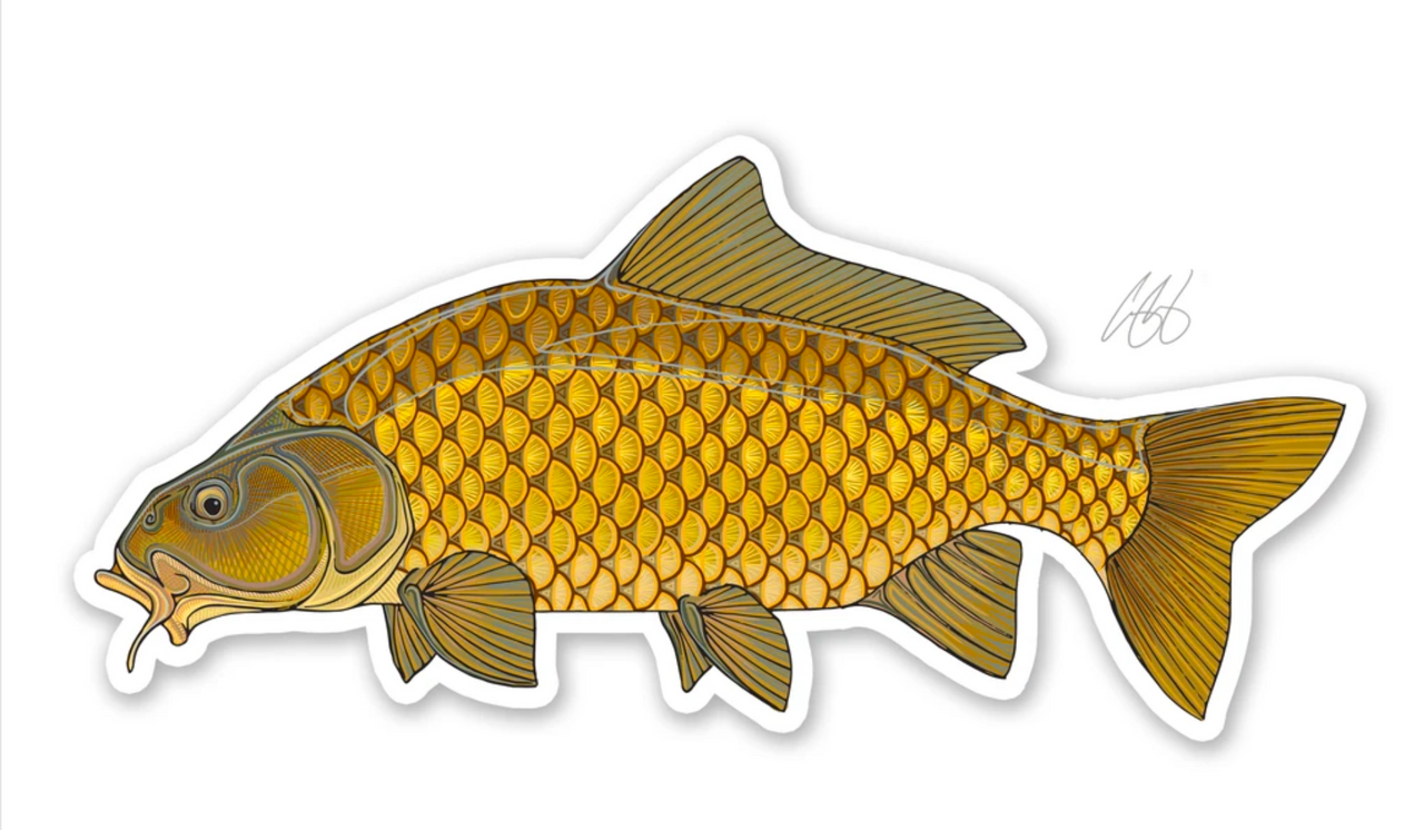 Casey Underwood Fish Decal - Common Carp