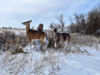 Montana Decoy Dream Team Whitetail Deer Decoy Doe And Buck Combo