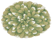 Liora Manne Frontporch 1828-06 Mum Green Round Area Rug Liora Manne Frontporch 1828-06 Mum Green Round Area Rug