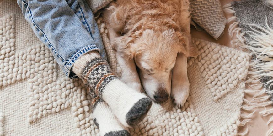 Best Area Rugs for Pets