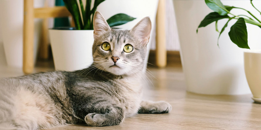 Best Flooring for Cats