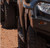 Ironman 4x4 Side Steps suitable for Landcruiser VDJ79 - SSR019SC