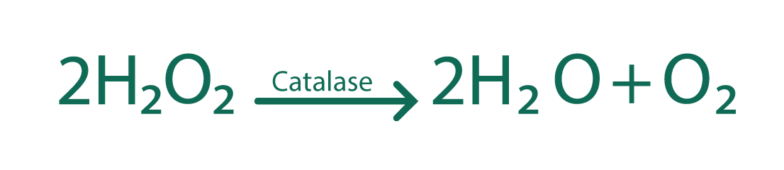 catalase reaction