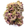 Fiji Live Rock (Air shipped fresh) pr pound