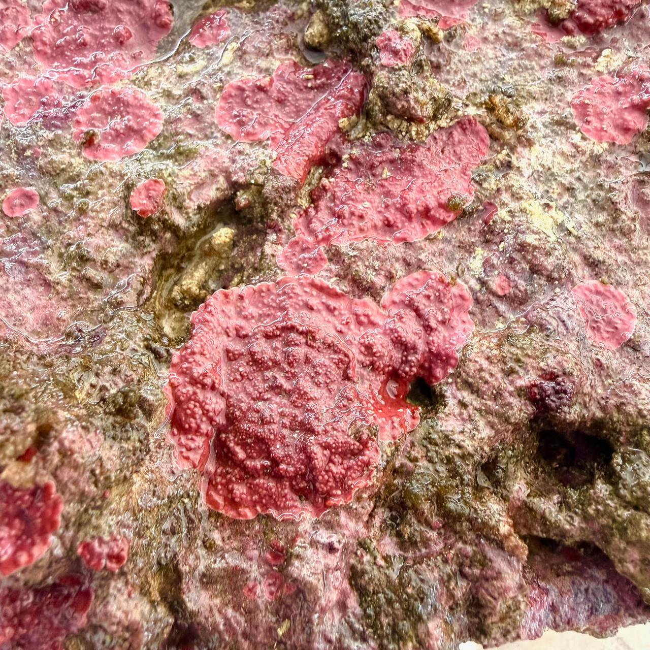 MarcoRocks Aquacultured Live Rock- (10lb)