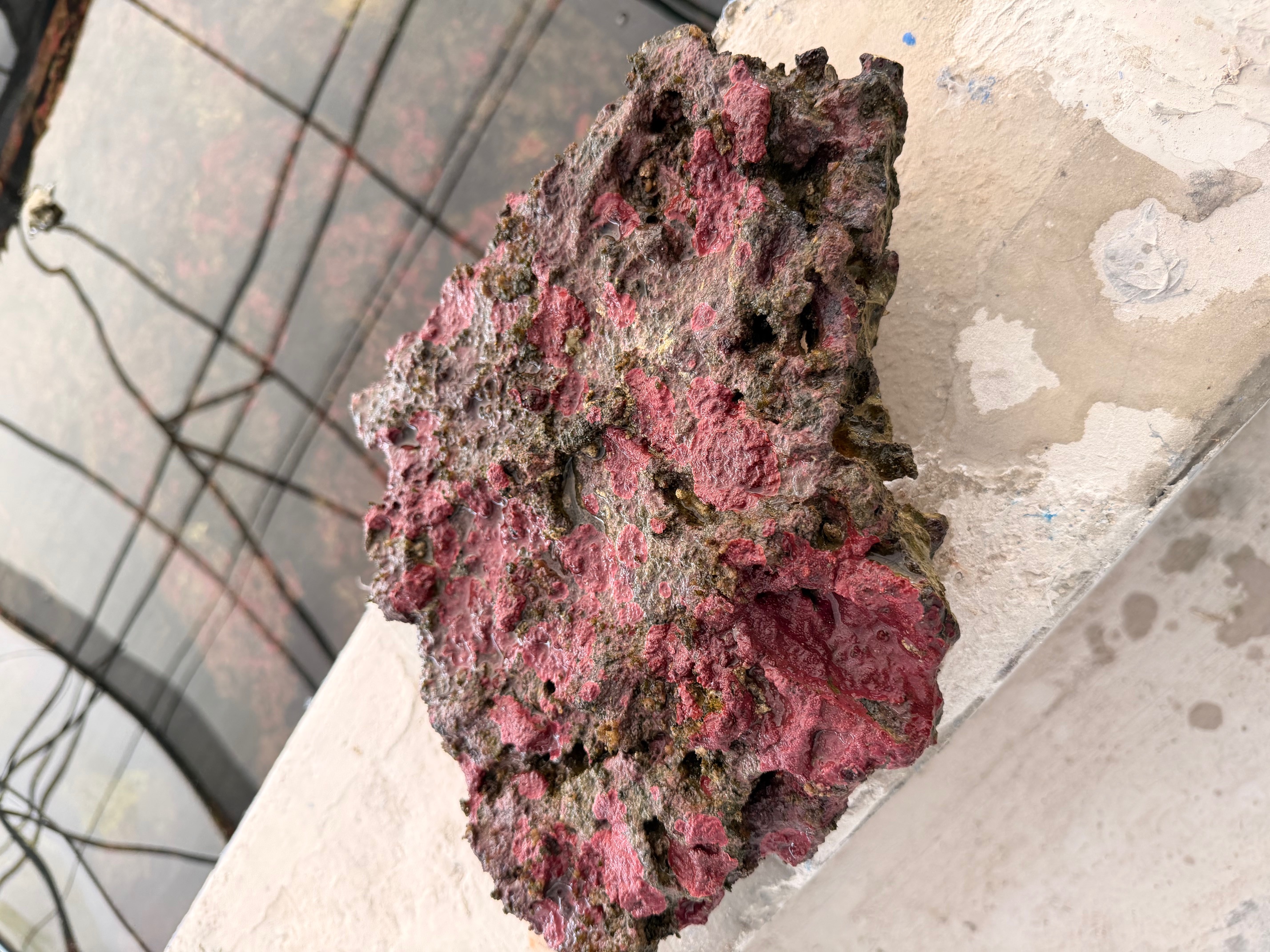 MarcoRocks Aquacultured Live Rock- (10lb)
