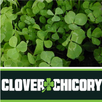 Clover & Chicory Seed