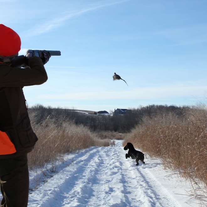 Upland Hunting