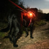 BAYDOG Firefly LED safety light attached to dog collar at night