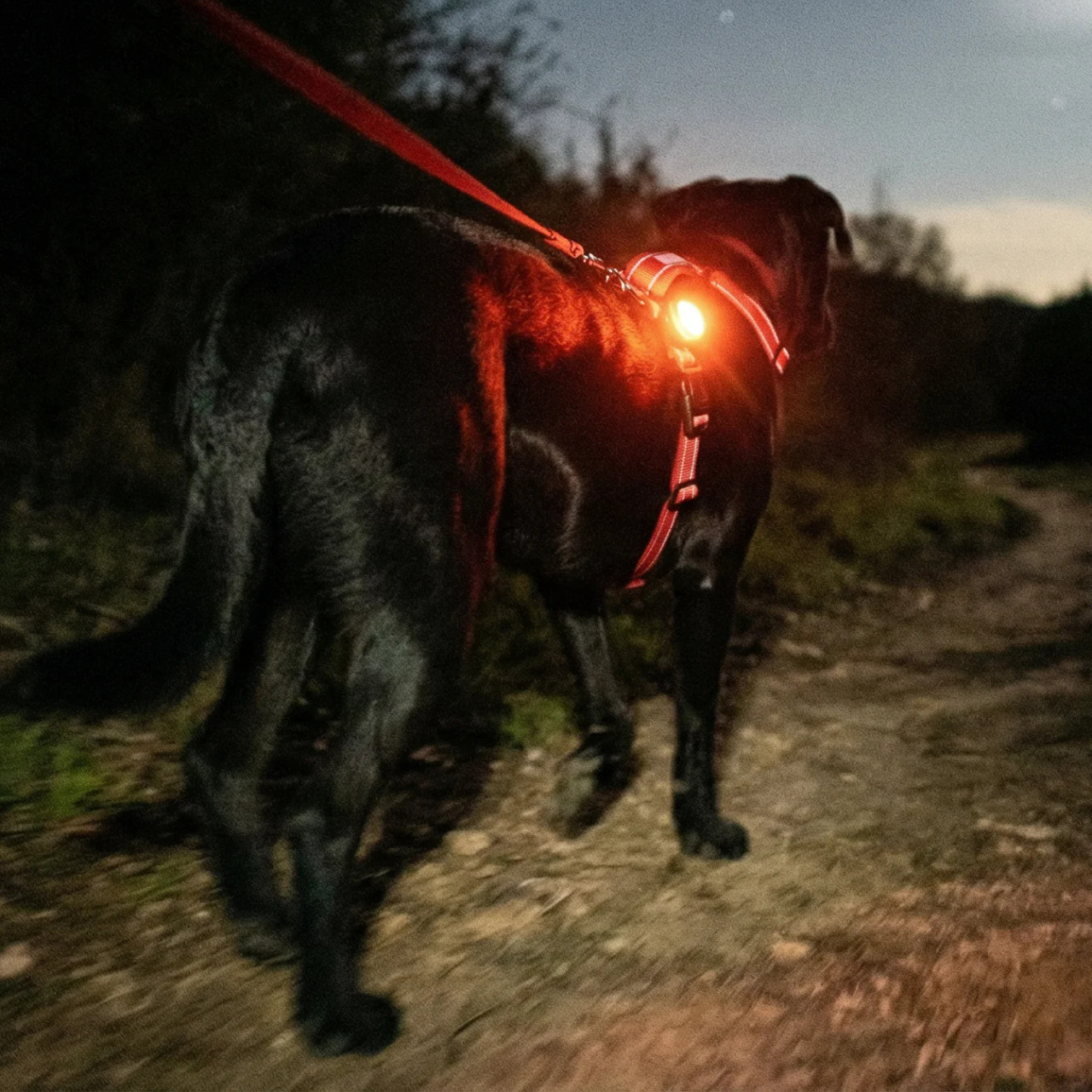 BAYDOG Firefly LED safety light attached to dog collar at night