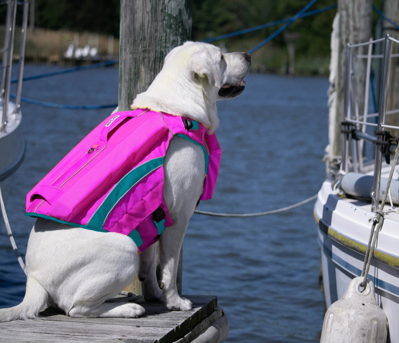 Dog wearing pink Monterey Bay Offshore life jacket on a dock