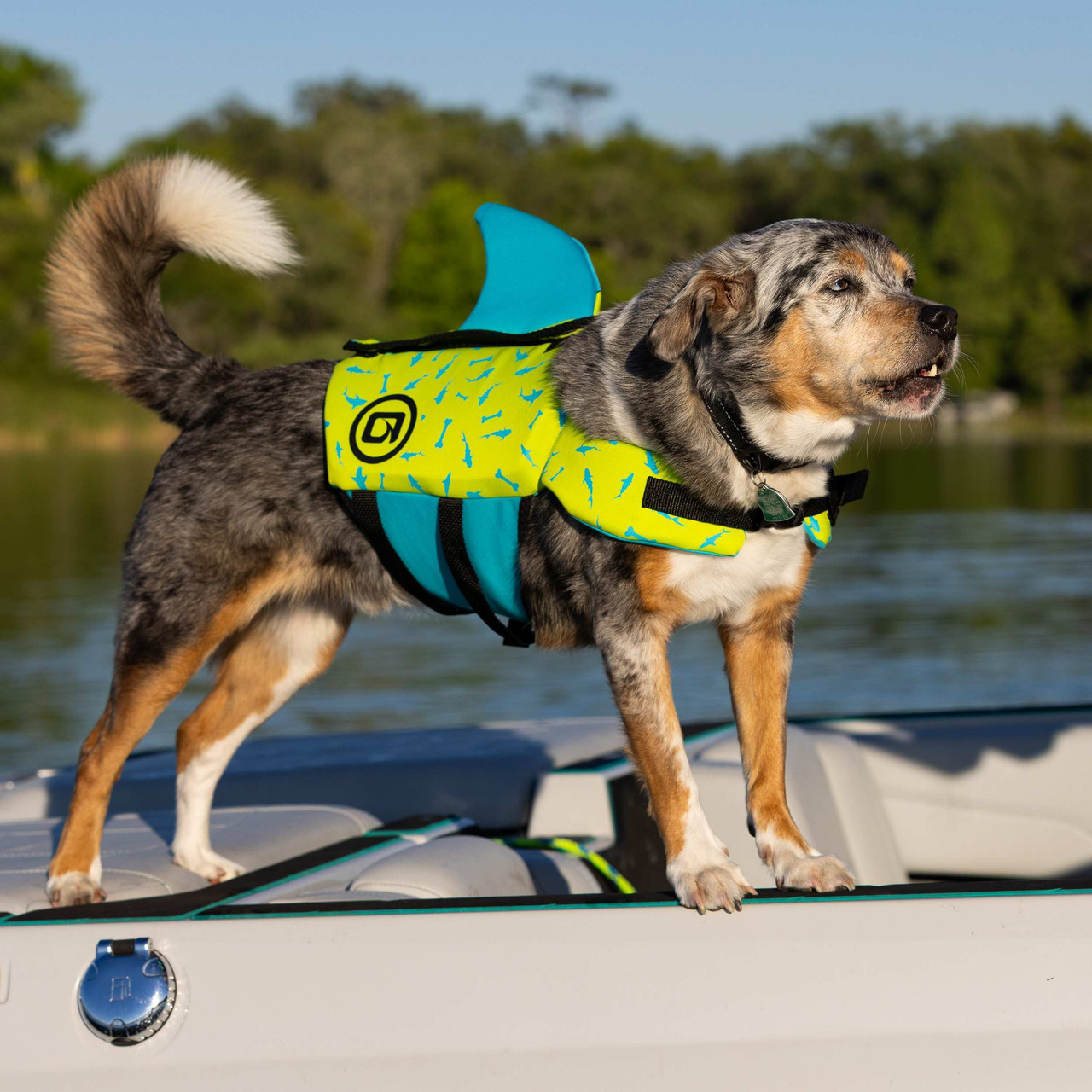 O'Brien pet life vest wiO'Brien dog life jacket showing shark fin and handleth shark fin on dog floating in water