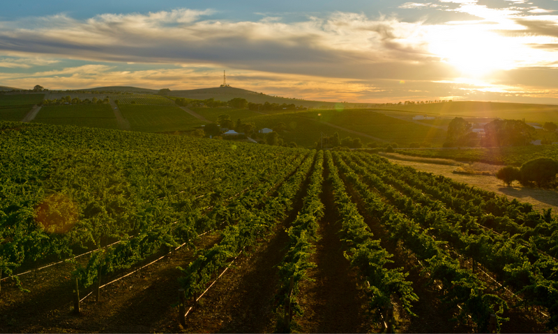 Jim Barry Wines // Specials and Tasting!