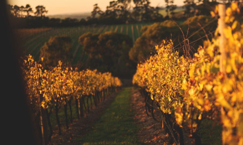 By Farr | The New Limited Batch from the Geelong Giant