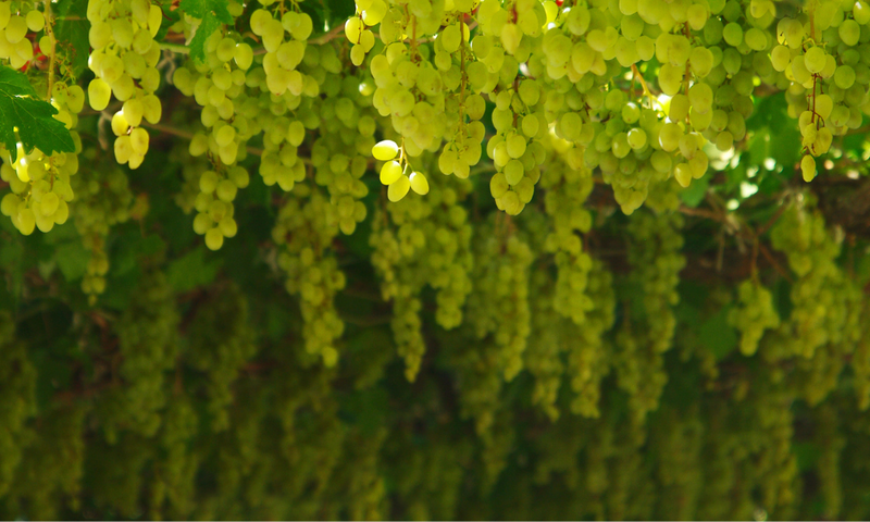 Chardonnay Lineup & Saturday Tasting (+ Unico Zelo Friday Tasting)