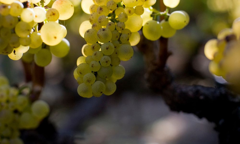 Great Chardonnay from Around the World - Specials & Tasting!