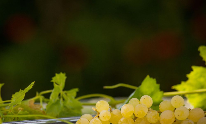 A Chenin Blanc Deep Dive | Top Australian, Loire Valley & South African Expressions!