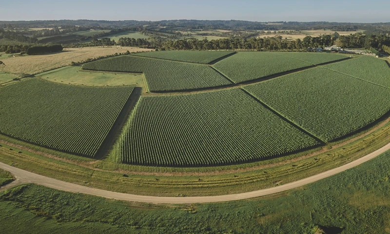 The New 2024 Elantos | High-Calibre Estate + Single-Plot Chardonnay & Pinot Noir