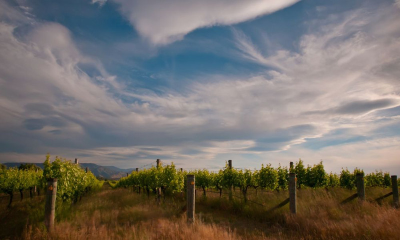 Felton Road Release Their 2022 Pinot Noirs!