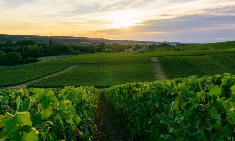 Laurent-Perrier Tasting + New Grand Siècle Pre-Arrival Offer!