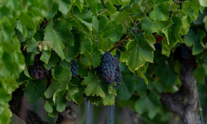 A Very Special Syrah/Shiraz Lineup - Offer & Tasting!