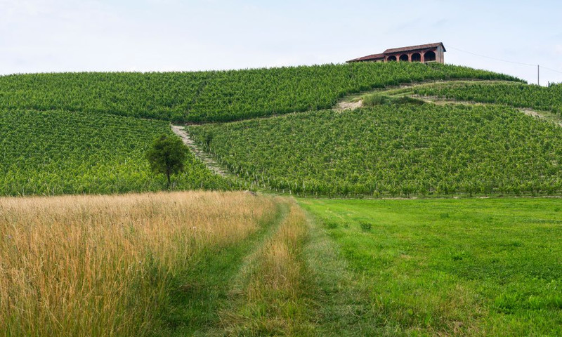 Piedmont Week - Saturday Tasting Lineup!