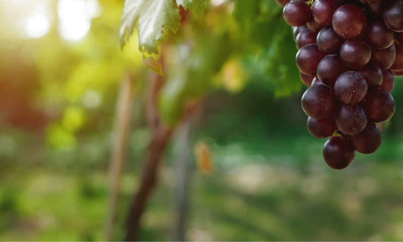 Tuscan Delights Special & on Pour + Latta, Hughes & Hughes and Scorpo on Show!