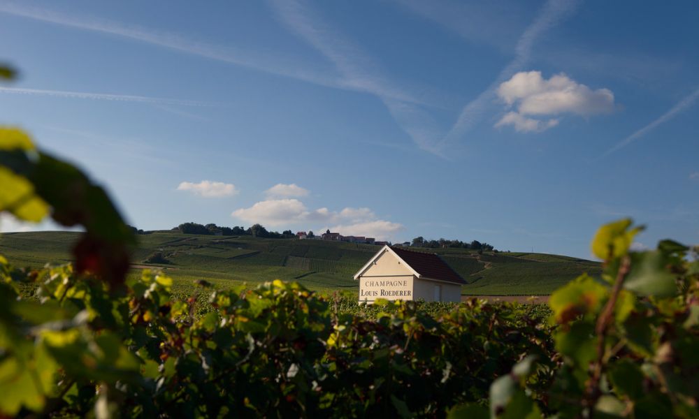 Louis Roederer 243 Brut Is Back & On Special!