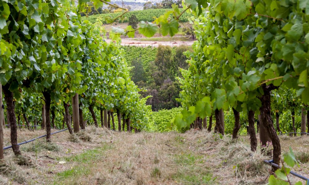 Shaw + Smith Single Vineyards Offer