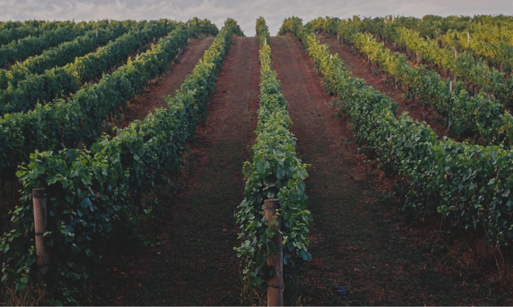 Bass Phillip | Beloved Gippsland Chardonnay & Pinot Duo Now Available
