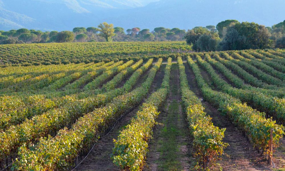 Marvelous Brut NV from Bérêche & Fils on Special