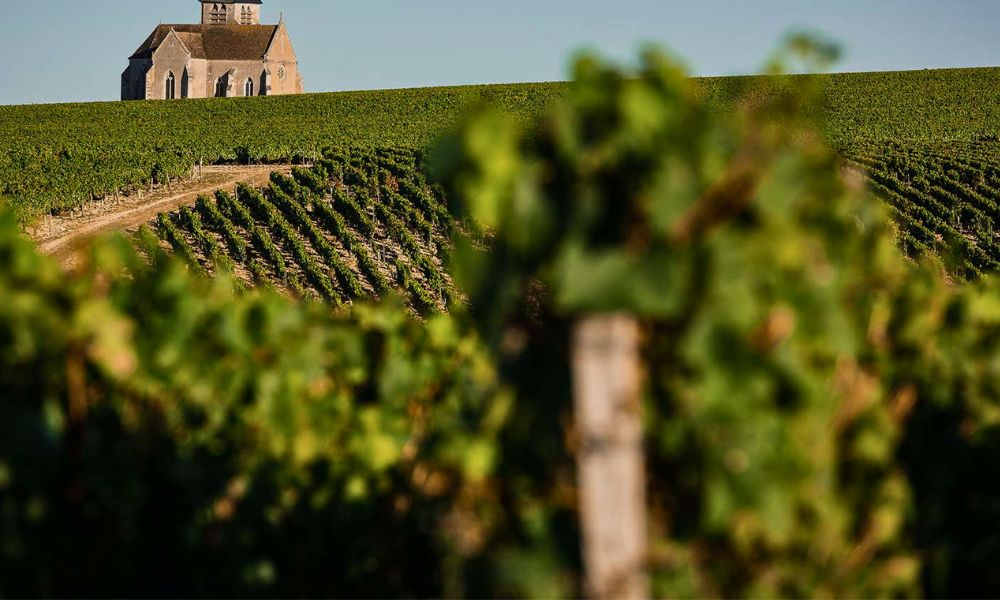 Burgundy, Chablis & Jura | '23 Vintage Perspective on Special + Tasting!