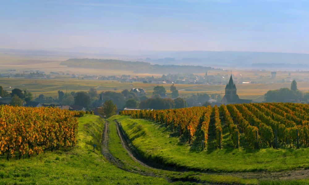 Terrific Value Brut NV from Gaston Burtin!