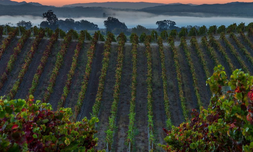 World Cabernets + Dog Point Tastings!