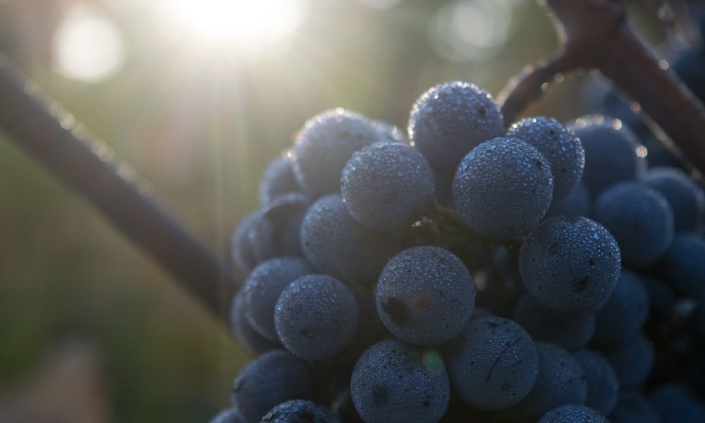 A Collection of Classy Cabernet on Special + Weekend Tasting