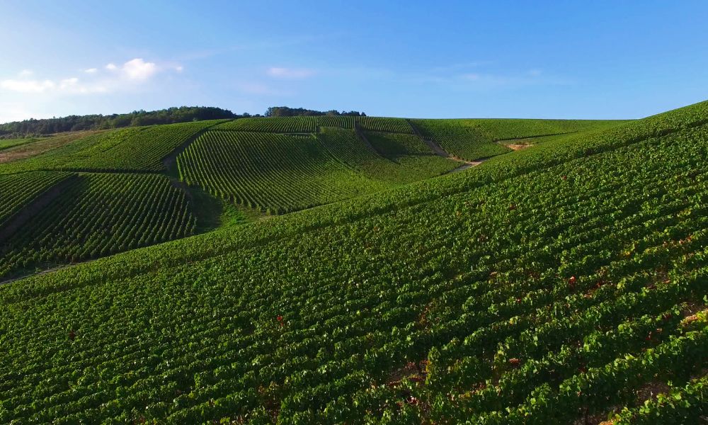 Andre Clouet NV on Special Offer!