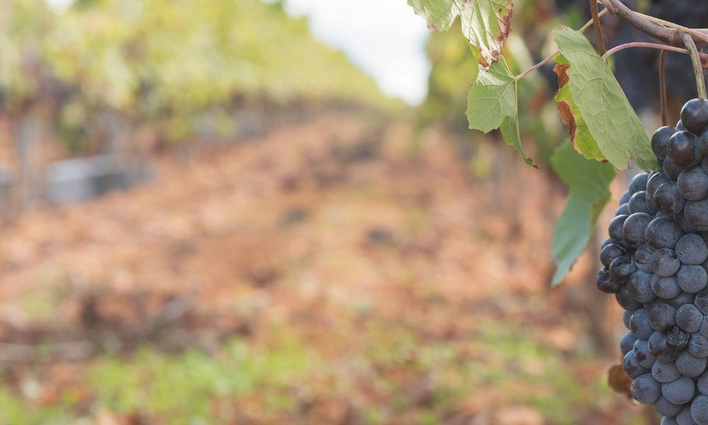  The Latest from Cobaw Ridge |  A Macedon Master on Special + Friday Tasting w/ Winemaker Alan Cooper!