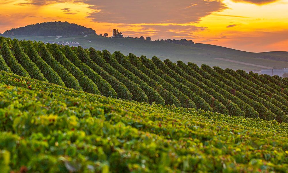 Comtes de Champagne 2012 - Spectacular Release from Taittinger