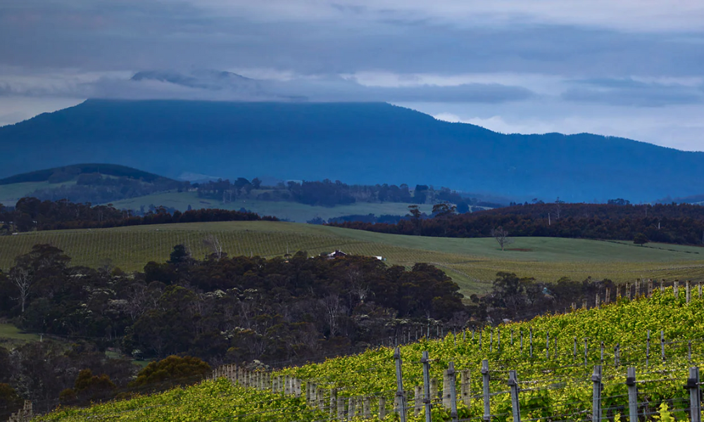 Dalrymple's Latest Pinots & Assorted Whites from Around the World on Show